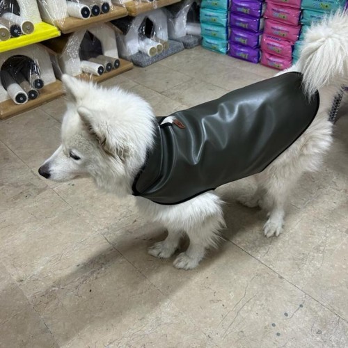 köpek deri yağmurluk