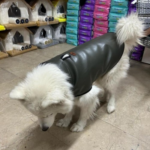 köpek deri yağmurluk