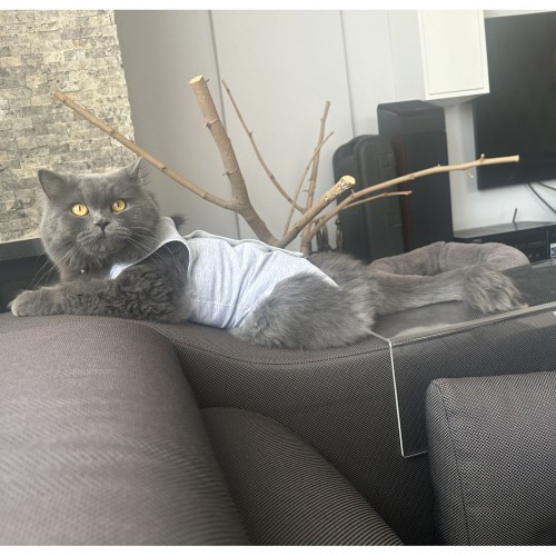 Ameliyat Sonrası Kedi Kıyafeti / Kedi Tulumu / Kedi Korsesi