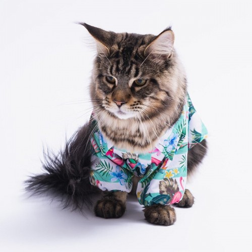Hawai Kedi Köpek Gömleği - Kedi Köpek Kıyafeti