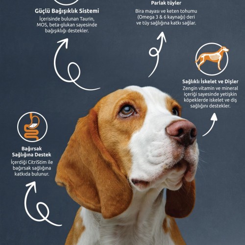 Lamb Rice Adult Dog Foof 10 Kg