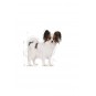 Dog Shn Xsmall Köpek Maması 3 Kg Dog Shn Xsmall Köpek Maması 3 Kg