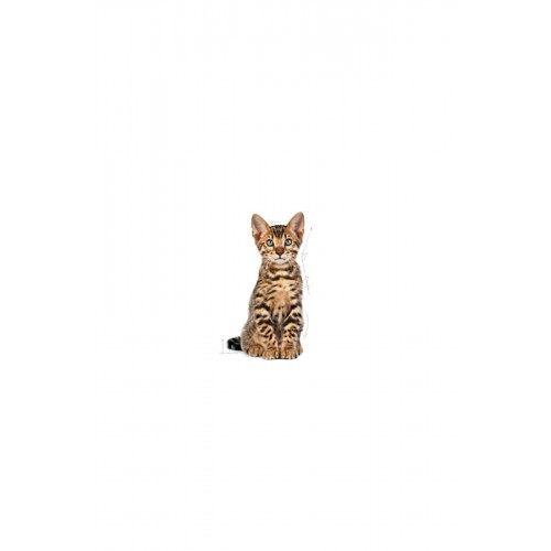 Kitten Sterilised Kısırlaştırılmış Yavru Kedi Maması 2kg Kitten Sterilised Kısırlaştırılmış Yavru Kedi Maması 2kg