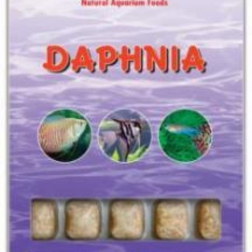 Daphnia 100gr 35 Adet