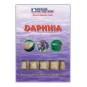 Daphnia 100gr 35 Adet Daphnia 100gr 35 Adet