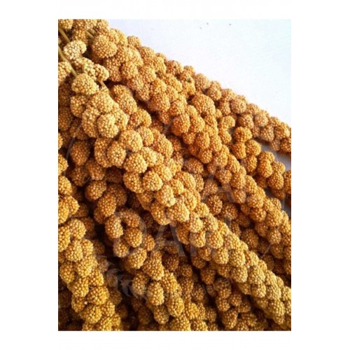 Neo Pet Market Kurutulmuş Doğal Dal Darı - Sarı - 1 Kg. Neo Pet Market Kurutulmuş Doğal Dal Darı - Sarı - 1 Kg.