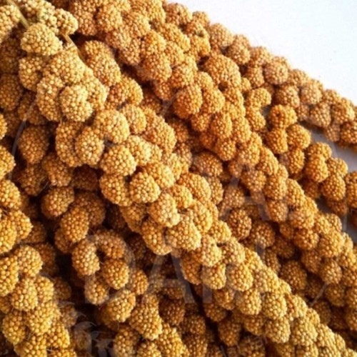 Neo Pet Market Kurutulmuş Doğal Dal Darı - Sarı - 1 Kg. Neo Pet Market Kurutulmuş Doğal Dal Darı - Sarı - 1 Kg.