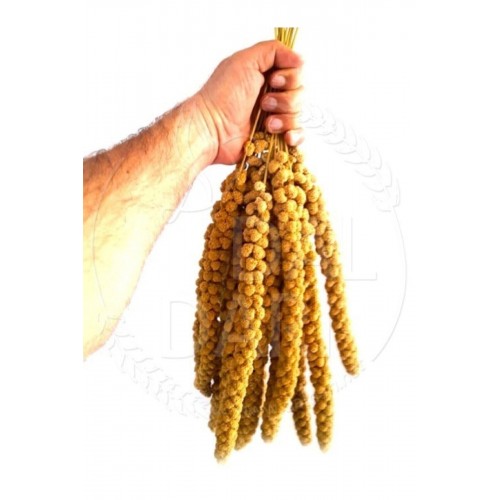 Neo Pet Market Kurutulmuş Doğal Dal Darı - Sarı - 1 Kg. Neo Pet Market Kurutulmuş Doğal Dal Darı - Sarı - 1 Kg.