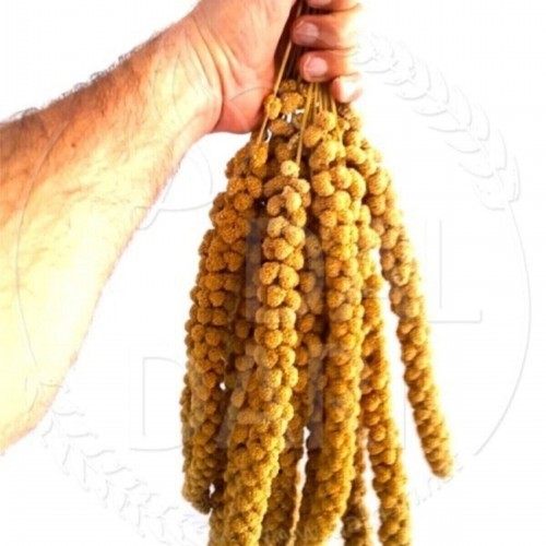 Neo Pet Market Kurutulmuş Doğal Dal Darı - Sarı - 1 Kg. Neo Pet Market Kurutulmuş Doğal Dal Darı - Sarı - 1 Kg.