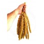 Neo Pet Market Kurutulmuş Doğal Dal Darı - Sarı - 1 Kg. Neo Pet Market Kurutulmuş Doğal Dal Darı - Sarı - 1 Kg.