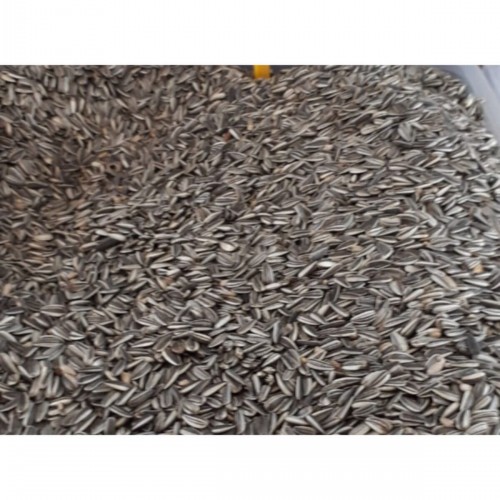 1 Kg Alaca Papağan Çekirdeği - Alacalı - Çekirdek - Kuş Yemi - Yem