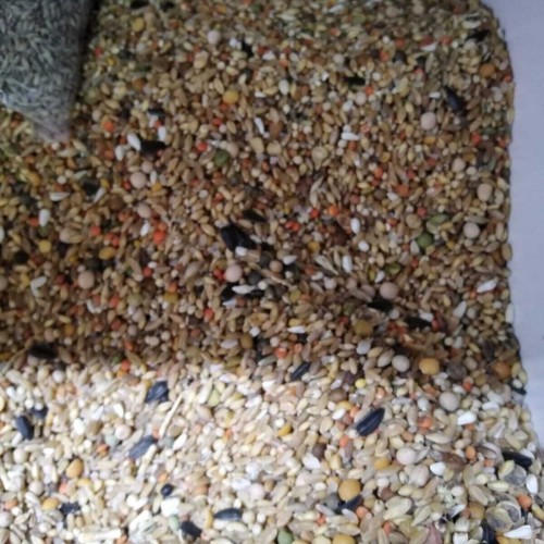 Güvercin Yemi Buğdaylı 10 Kg