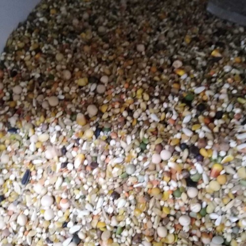 Güvercin Yemi Buğdaysız 10 Kg