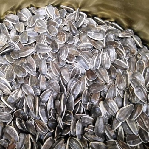 Dakoto Papağan Çekirdeği 3 Kg Dakoto Papağan Çekirdeği 3 Kg