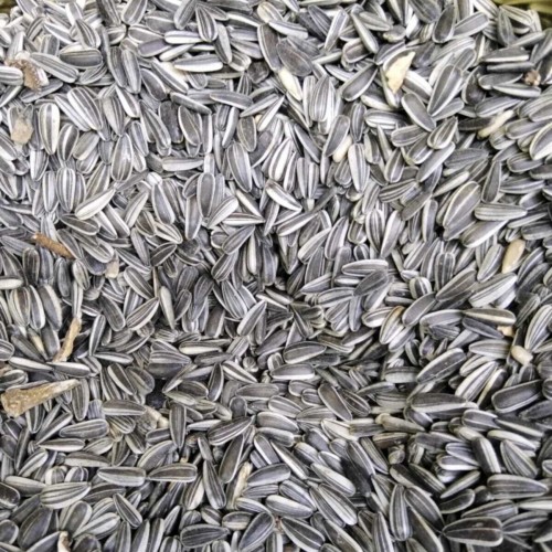 Paraket Çekirdek 3 Kg