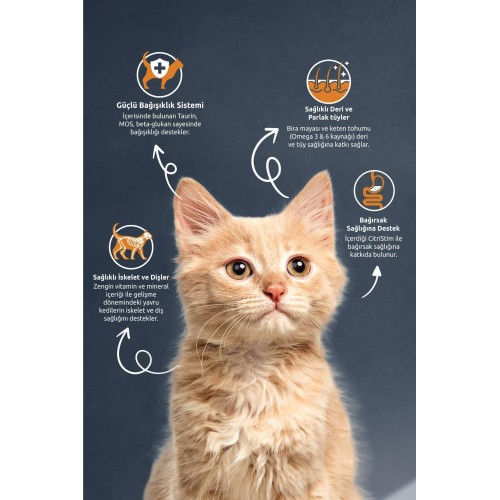 Kitten Tavuk Etli 2 Kg Yavru Kedi Maması Kitten Tavuk Etli 2 Kg Yavru Kedi Maması