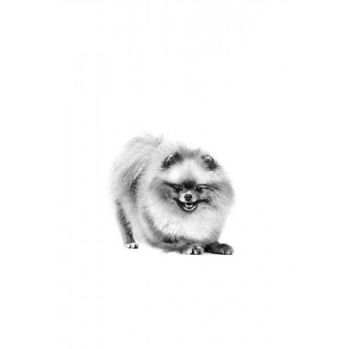 Pomeranian Yetişkin Köpek Maması 1,5kg Pomeranian Yetişkin Köpek Maması 1,5kg