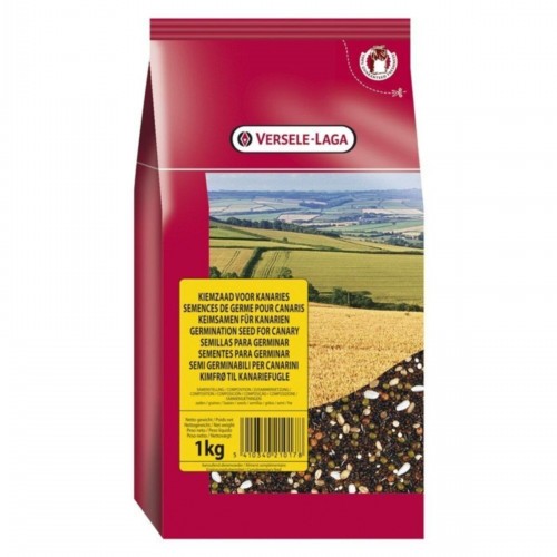 Verselelaga Kanarya Çimlendirme Tohumu 1 Kg