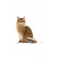 Light Weight Care Diyet Kedi Maması 8kg Light Weight Care Diyet Kedi Maması 8kg