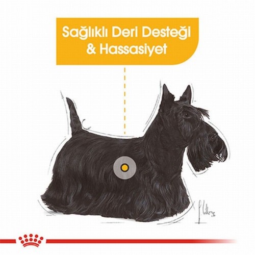 Ccn Mini Dermacomfort Adult Küçük Irk Yetişkin Köpek Maması 3 Kg Ccn Mini Dermacomfort Adult Küçük Irk Yetişkin Köpek Maması 3 Kg