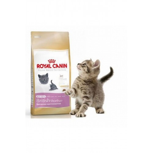 British Shorthair Kitten Yavru Kedi Maması 2 Kg British Shorthair Kitten Yavru Kedi Maması 2 Kg