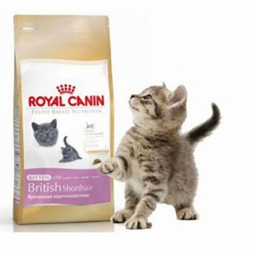 British Shorthair Kitten Yavru Kedi Maması 2 Kg