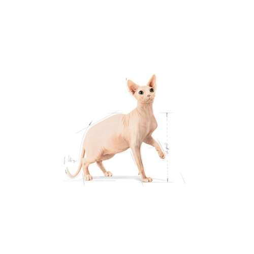 Sphynx Yetişkin Kedi Maması 2kg Sphynx Yetişkin Kedi Maması 2kg