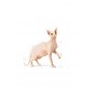 Sphynx Yetişkin Kedi Maması 2kg Sphynx Yetişkin Kedi Maması 2kg