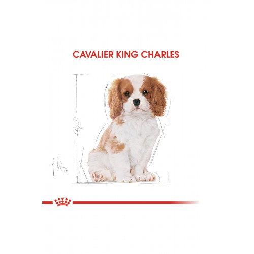 Dog Bhn Cavalier King Yavru Köpek Maması 1,5 Kg Dog Bhn Cavalier King Yavru Köpek Maması 1,5 Kg