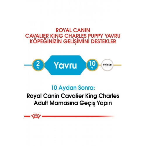 Dog Bhn Cavalier King Yavru Köpek Maması 1,5 Kg Dog Bhn Cavalier King Yavru Köpek Maması 1,5 Kg