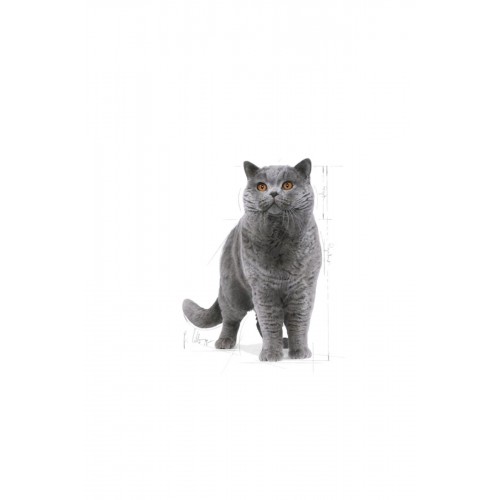 Cat Fbn British Shorthair Kedi Maması 10 Kg Cat Fbn British Shorthair Kedi Maması 10 Kg