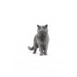 Cat Fbn British Shorthair Kedi Maması 10 Kg Cat Fbn British Shorthair Kedi Maması 10 Kg