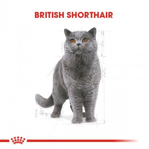 Cat Fbn British Shorthair Kedi Maması 10 Kg