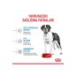 Dog Shn Giant Junior Köpek Maması15 Kg Dog Shn Giant Junior Köpek Maması15 Kg