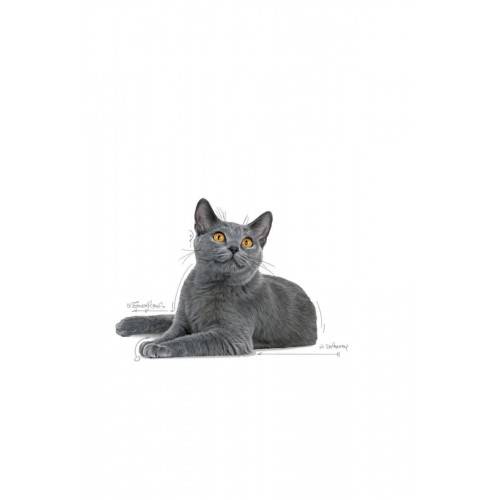 Oral Care Ağız Diş Sağlığı Için Yetişkin Kedi Maması 1,5 Kg Oral Care Ağız Diş Sağlığı Için Yetişkin Kedi Maması 1,5 Kg