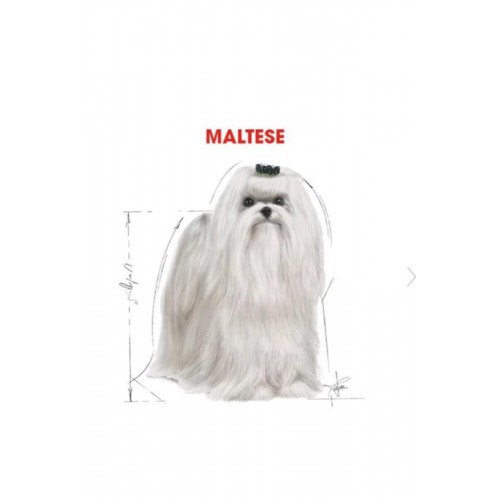 Maltese Terrier Yetişkin Köpek Maması 1,5kg Maltese Terrier Yetişkin Köpek Maması 1,5kg