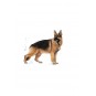 Maxi Adult Büyük Köpek Maması 15 Kg Maxi Adult Büyük Köpek Maması 15 Kg