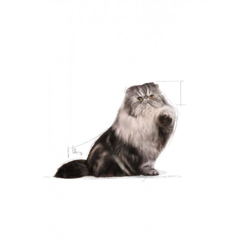 ® Persian Yetişkin Kedi Maması 2 Kg ® Persian Yetişkin Kedi Maması 2 Kg