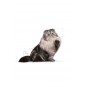 ® Persian Yetişkin Kedi Maması 2 Kg ® Persian Yetişkin Kedi Maması 2 Kg