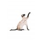 Cat Fbn Siamese Kedi Maması 2 Kg Cat Fbn Siamese Kedi Maması 2 Kg