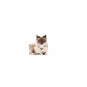 Babycat 34 Yavru Kuru Kedi Maması 2 Kg Babycat 34 Yavru Kuru Kedi Maması 2 Kg