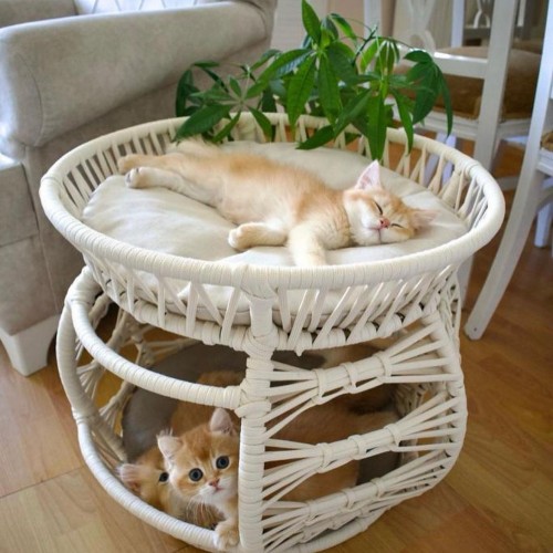 Krem Rengi Çift Katlı Kedi Yatağı
