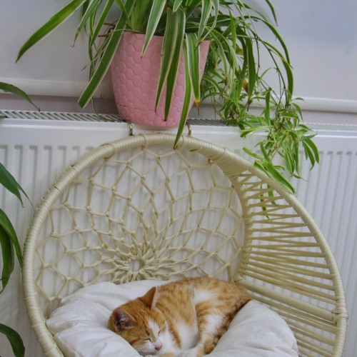 Kedi & Köpek Kalorifer Asklılı Yatak Kedi & Köpek Kalorifer Asklılı Yatak